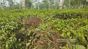 তাপপ্রবাহের আঁচ মৌলভীবাজারের চা বাগানে