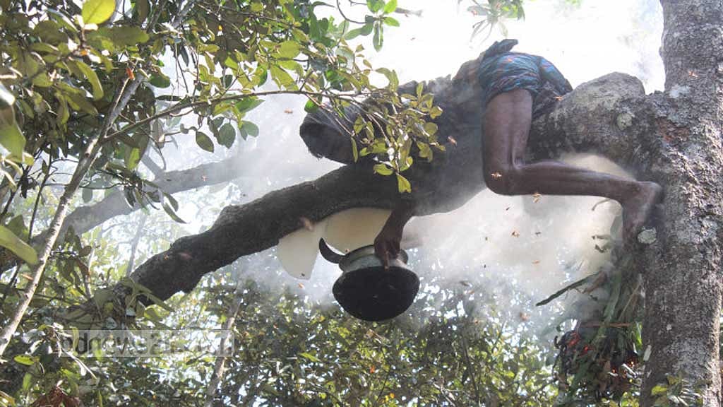 সুন্দরবনে মধু সংগ্রহে গেলেন কয়রার চার শতাধিক মৌয়াল