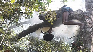 সুন্দরবনে মধু সংগ্রহে গেলেন কয়রার চার শতাধিক মৌয়াল