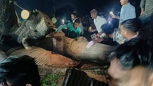 ভারতের মহারাষ্ট্রে ঝড়ে মন্দিরের কাছে গাছ পড়ে নিহত ৭