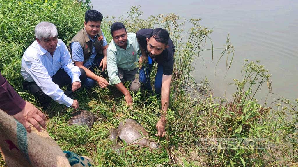 কুমিল্লায় ‘পাচারের’ সময় ১৬টি কাছিম উদ্ধার