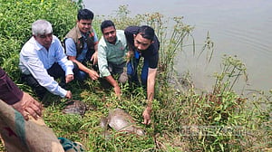 কুমিল্লায় ‘পাচারের’ সময় ১৬টি কাছিম উদ্ধার
