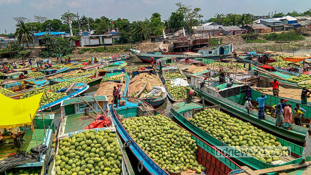 ঝড়-বৃষ্টিতে চিন্তায় বরিশালের তরমুজ চাষি