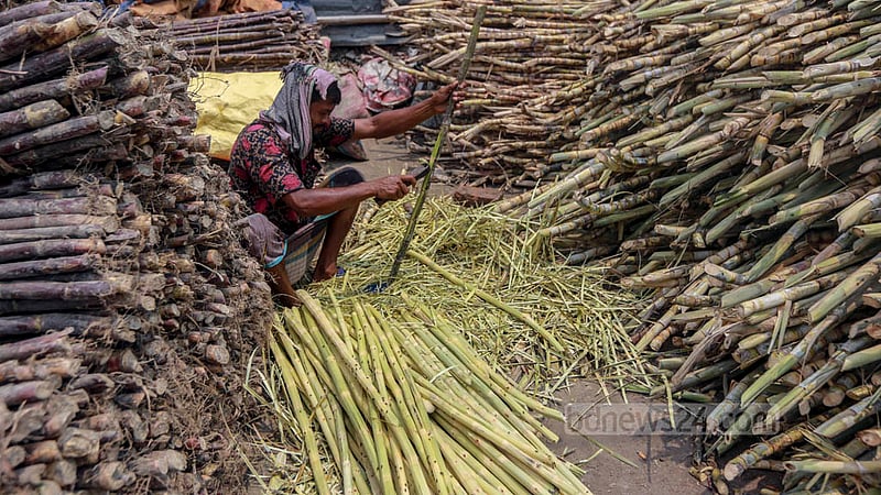 ঢাকার রায়েরবাজার বেড়িবাঁধ এলাকায় শরবত বানাতে অস্বাস্থ্যকর পরিবেশে আখ প্রস্তুত করছেন এক দোকানি।&amp;nbsp;ছবি: তাওহীদুজ্জামান তপু