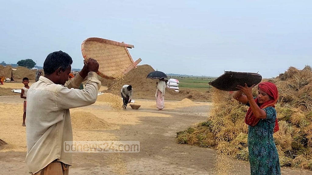 সুনামগঞ্জের হাওর থেকে আসবে ১০০ কোটি টাকার খড়