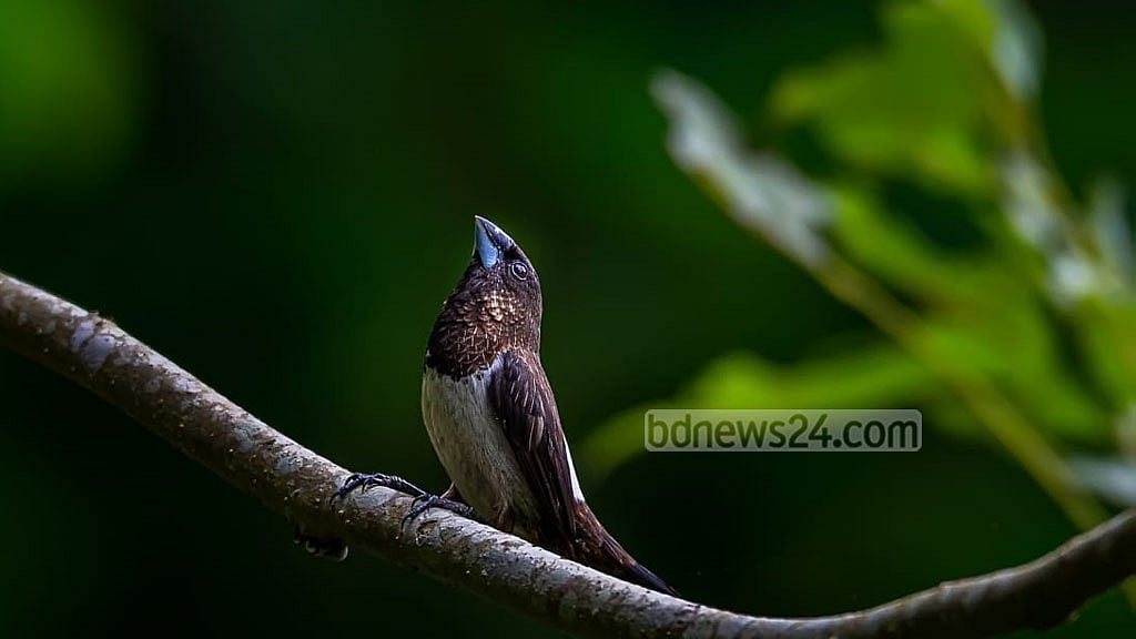 কমছে ছনখলা, শিকারীর ফাঁদে বিপদে মুনিয়া