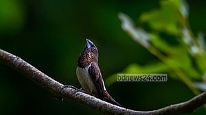 কমছে ছনখলা, শিকারীর ফাঁদে বিপদে মুনিয়া
