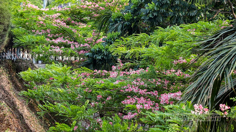 ঢাকার&amp;nbsp; হাতিরঝিলে যেমন দেশি ফুল রয়েছে, তেমনই রয়েছে বিদেশি ফুল। ক্যাসিয়া জাভানিকা বা বার্মিজ সোনালু ফুলে ছেয়েছে হাতিরঝিলের কিছু অংশ।&amp;nbsp;ছবি: মাহমুদ জামান অভি