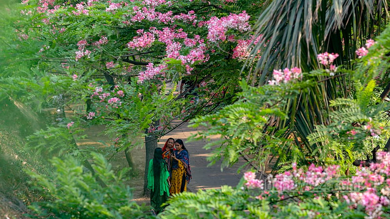 ঢাকার হাতিরঝিলে ফুটেছে বিদেশি ফুল ক্যাসিয়া জাভানিকা বা বার্মিজ সোনালু; আর তা দেখতে ও ছবি তুলতে আসছে মানুষ।&amp;nbsp;ছবি: মাহমুদ জামান অভি