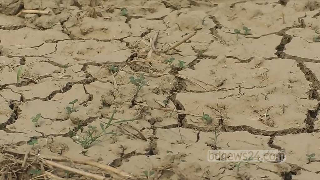 জমি ফেটে চৌচির, পাটচাষির মাথায় হাত