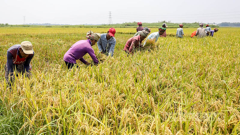 সাভারের আশুলিয়ায় চলছে বোরো ধান কাটা। ছবি: আসিফ মাহমুদ অভি