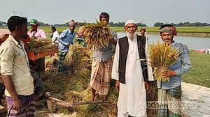 ‘চৈত্রের নিদানে’ হাওরের গোলায় আগাম ধান