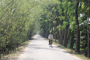 ঘুঘুডাঙ্গায় কড়াদের জমিতে ঘুঘু চড়ানো হচ্ছে