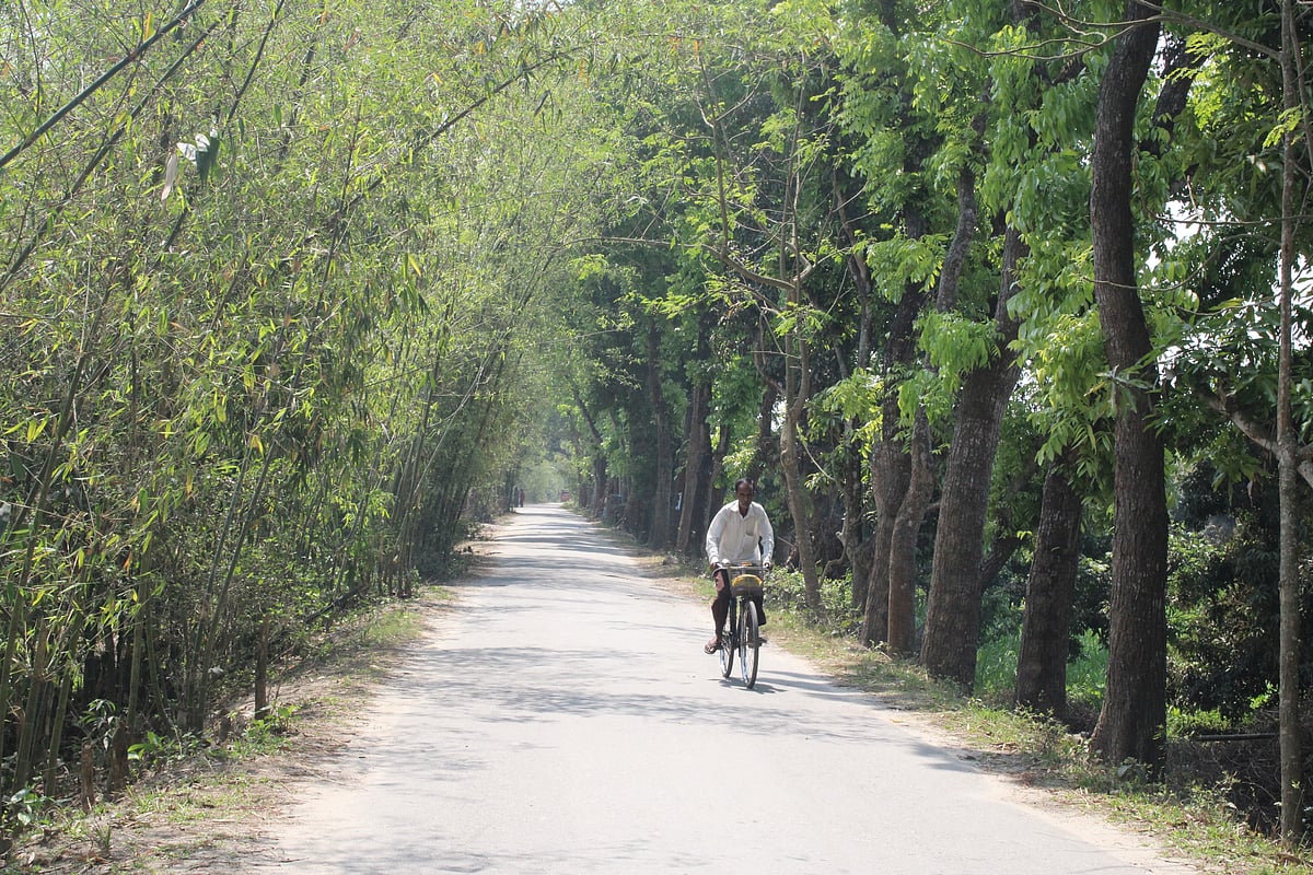 ঘুঘুডাঙ্গায় কড়াদের জমিতে ঘুঘু চড়ানো হচ্ছে