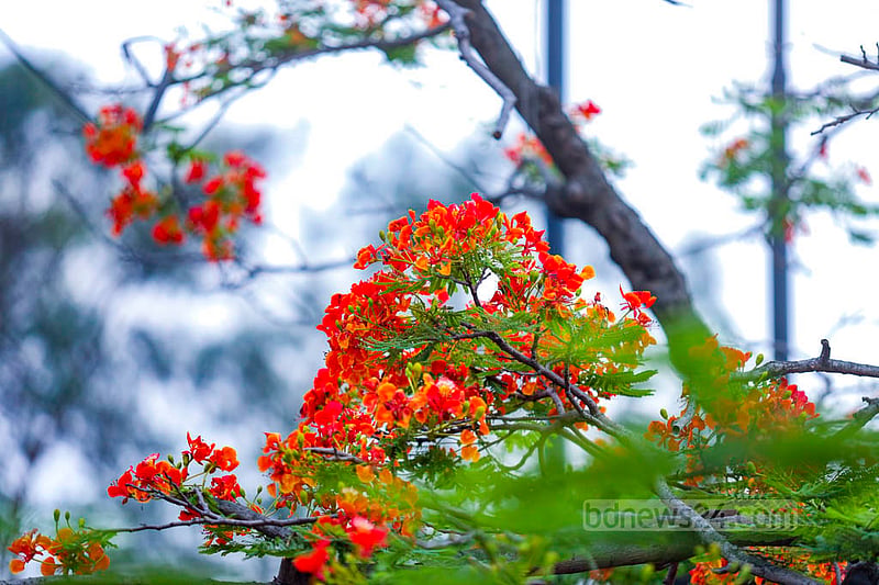গ্রীষ্মকালে যে ফুলটি সবচেয়ে বেশি সবার নজর কাড়ে তা হলো কৃষ্ণচূড়া। গ্রীষ্মের আগমনের সাথে সাথে ঢাকার সব জায়গায় দেখা মিলছে কৃষ্ণচূড়া ফুলের।&amp;nbsp;ছবি: মাহমুদ জামান অভি