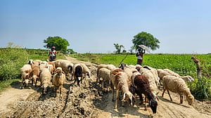 চরের জীবন-জীবিকা