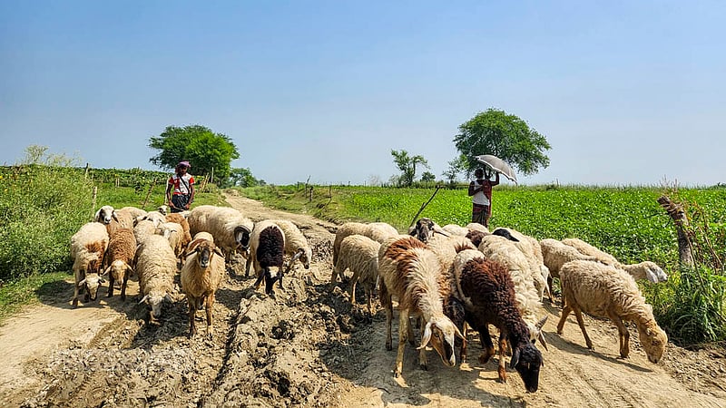 লালপুরের বিলমাড়িয়ার আরাজী বাকনা চরে ভেড়া চড়াতে আসেন কুদ্দুস মোল্লা। জীবিকার জন্য পাশাপাশি কৃষিকাজও করেন তিনি। ছবি: তারিকুল হাসান