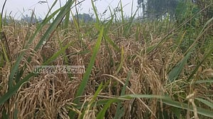 বি-২৮ ধানে ব্লাস্ট, বিপাকে গাইবান্ধার কৃষক