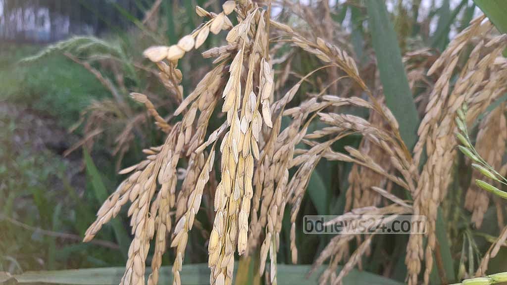 ধানগাছে পোকার আক্রমণ, গোড়া পচা রোগে দিশেহারা রংপুরের কৃষক