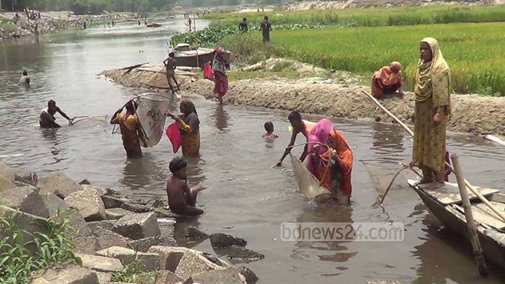 করতোয়ায় ভেসে উঠছে মরা মাছ 