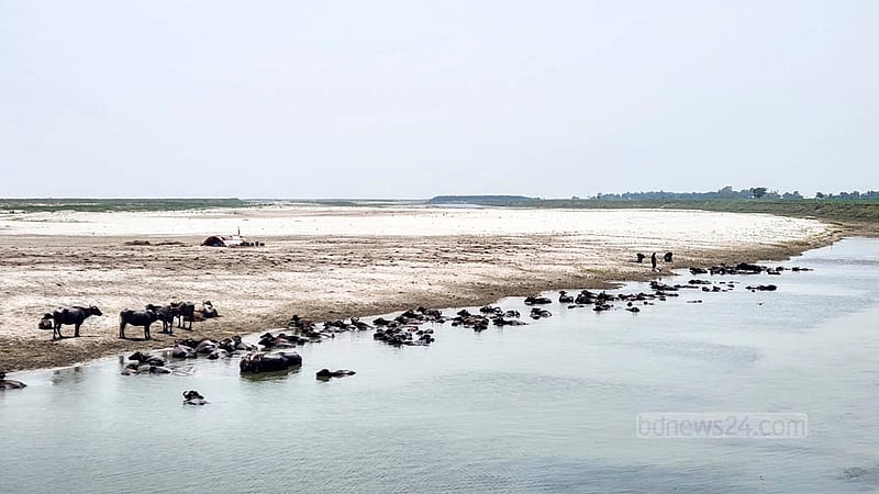 সহজে খাবার মেলায় নাটোরের লালপুরে পদ্মার চরগুলোতে মহিষের পাল নিয়ে আসেন অনেকে। সাথে পদ্মার পানিতে মহিষের গা-ভেজানোও হয়ে যায়। ছবি: তারিকুল হাসান