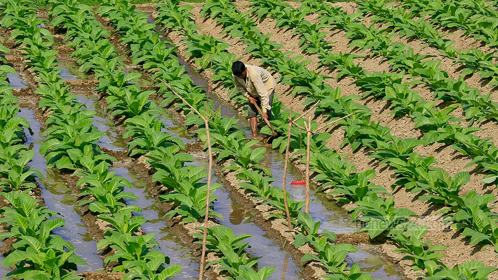 খাদ্য নিরাপত্তা নিশ্চিতে তামাক চাষ বন্ধ হোক