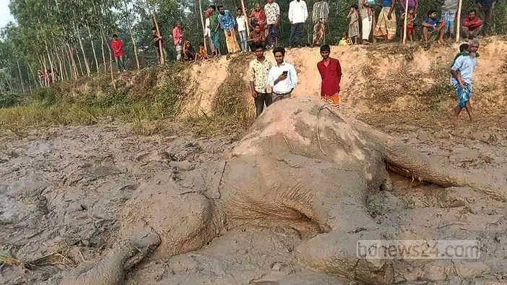 শেরপুরে ‘ফসলরক্ষার বৈদ্যুতিক তারে’ প্রাণ গেল হাতির