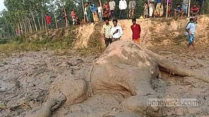 শেরপুরে ‘ফসলরক্ষার বৈদ্যুতিক তারে’ প্রাণ গেল হাতির