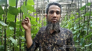 শখের পান চাষে চলে জহিরুলের সংসার