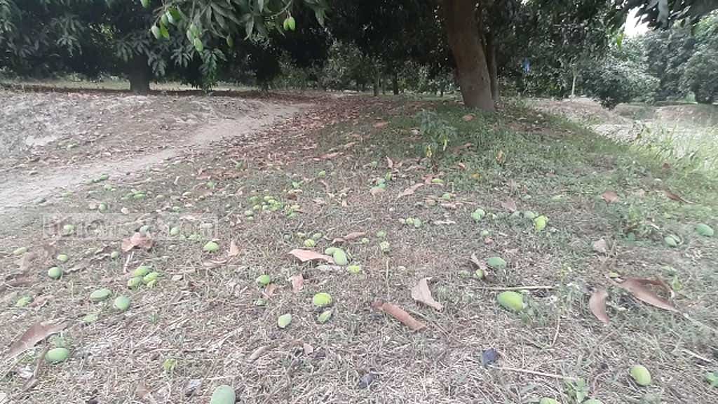 জয়পুরহাটে তীব্র গরমে ঝরে পড়ছে কচি আম