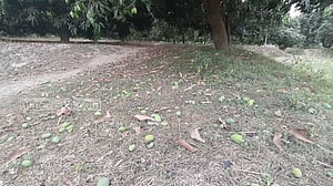 জয়পুরহাটে তীব্র গরমে ঝরে পড়ছে কচি আম