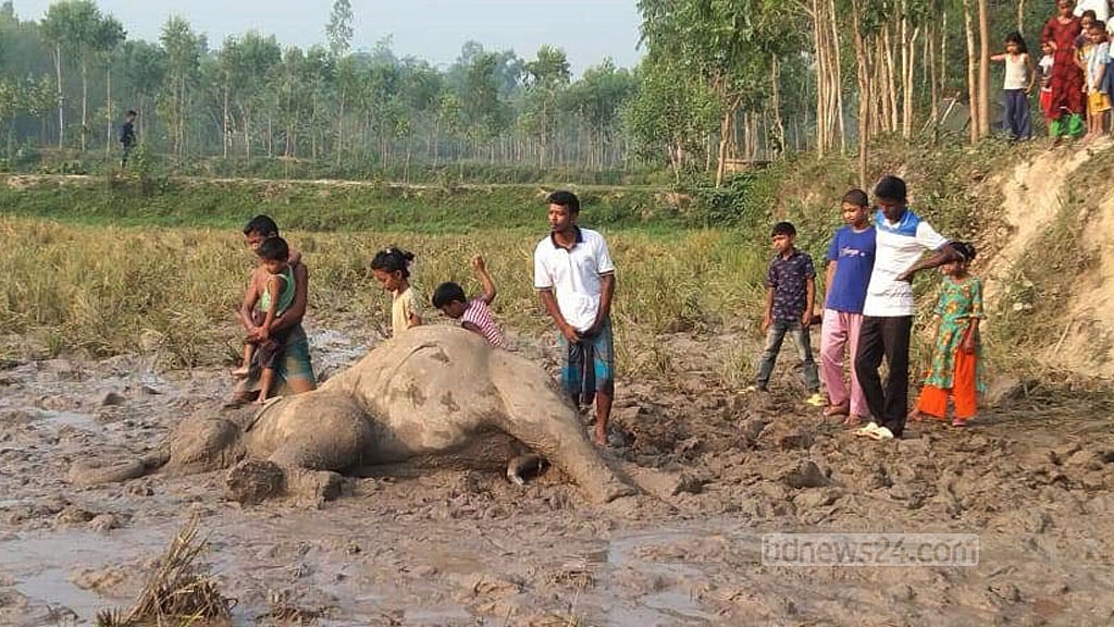 শেরপুর সীমান্তে হাতির মৃত্যু, বন বিভাগের মামলা