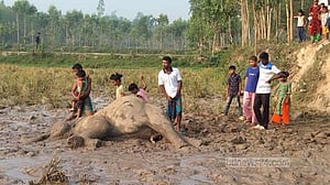 শেরপুর সীমান্তে হাতির মৃত্যু, বন বিভাগের মামলা