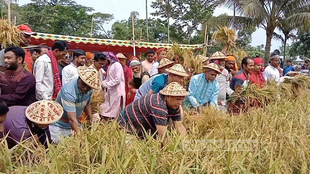 ধান কাটতে নেত্রকোণার হাওরে কৃষক লীগ সভাপতি