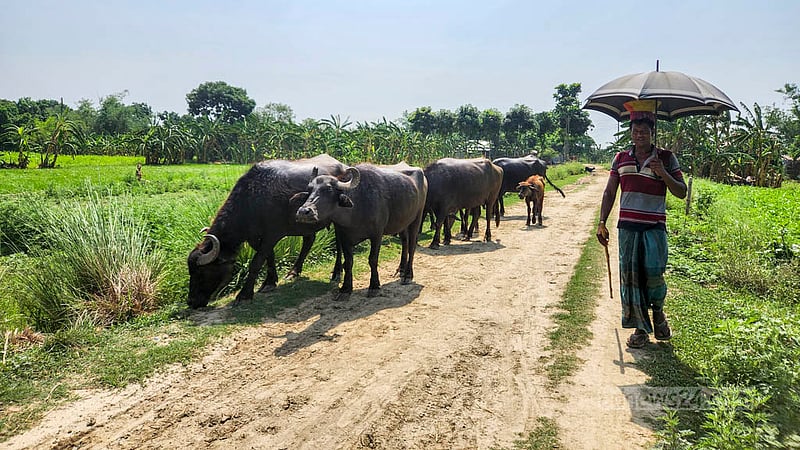 আরাজী বাকনা থেকে রাস্তা চলে গেছে চর জাজিরার দিকে। পথেই মহিষ চড়াচ্ছিলেন শাহিন। মহিষ পালনের পাশাপাশি ১০ বিঘা জমিতে ফসলও আবাদ করেন তিনি। ছবি: তারিকুল হাসান