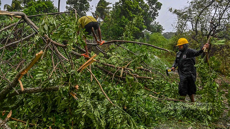 ঘূর্ণিঝড় মোখার আঘাতে টেকনাফের শাহপরীর দ্বীপে বহু গাছ ভেঙে পড়ে।