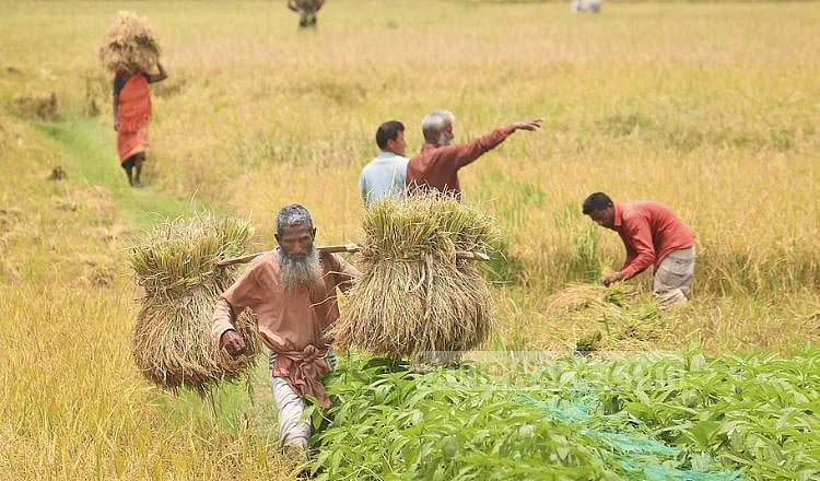 চাই সফল উত্তোলন, জোরালো মজুদ ও সুরক্ষা