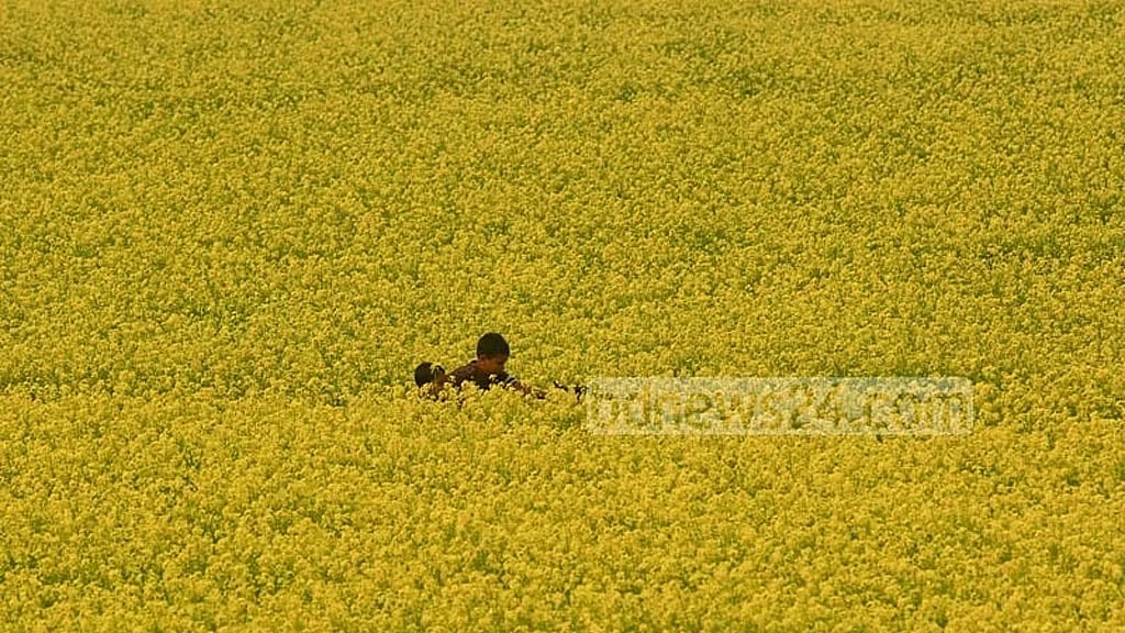 এক বছরে সরিষার উৎপাদন ৪০%, তেল ৩০% বেড়েছে