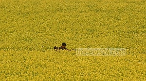 এক বছরে সরিষার উৎপাদন ৪০%, তেল ৩০% বেড়েছে