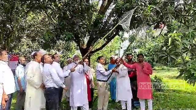 চুয়াডাঙ্গায় আম সংগ্রহ মৌসুম শুরু