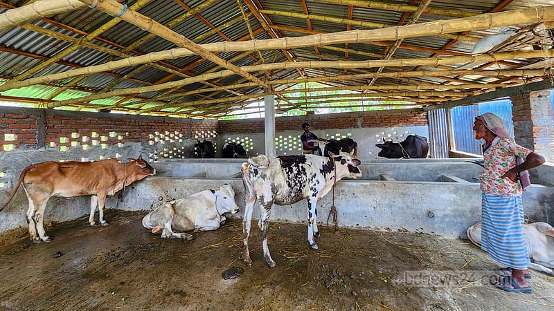 পদ্মার চরে কৃষি কাজের পাশাপাশি বাড়ির পাশেই গরুর খামার করেছেন সাইদুল ইসলাম। তিনটি গরু দিয়ে শুরু করা তার খামারে এখন গরু আছে আটটি। ছবি: তারিকুল হাসান
