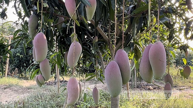 চাকরি ছেড়ে বিদেশি আমের চাষে সফল খাগড়াছড়ির মংশিতু