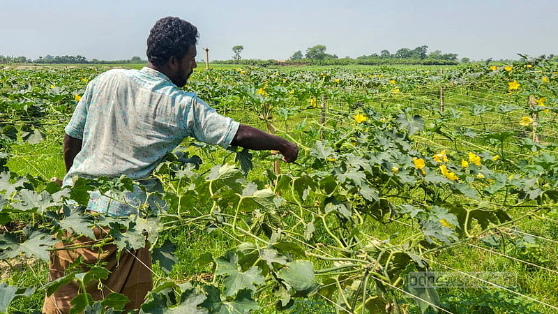 সবুজ ফসলে ভরা নাটোরের লালপুরের পদ্মার চর। পদ্মায় জেগে ওঠা চরের গ্রামগুলো ধীরে ধীরে ভরে উঠেছে ফসলে। ছবি: তারিকুল হাসান