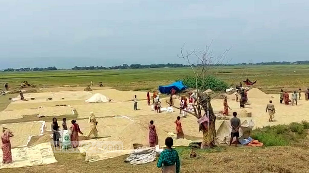 হাওরে ধানের কাজে কৃষক পরিবারের ‘৩ লাখ’ নারী