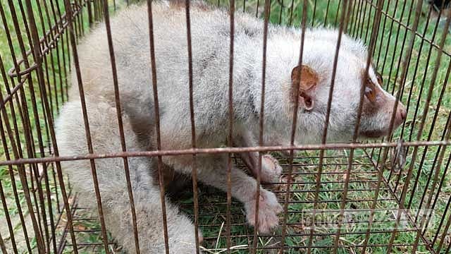 বান্দরবানের পাহাড়ে মিলল লজ্জাবতী বানর