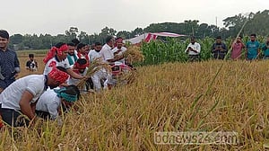 মানিকগঞ্জে নারী কৃষকের ধান কেটে মাড়াই করে দিল ছাত্রলীগ