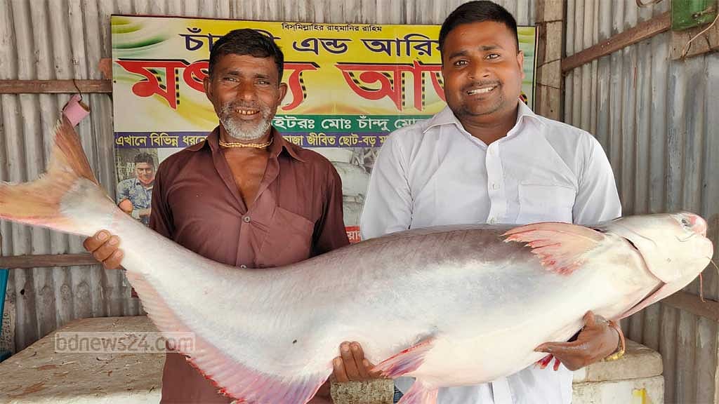 পদ্মার ২২ কেজির পাঙ্গাস বিক্রি হলো ৩২ হাজারে