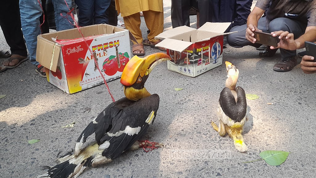 সিরাজগঞ্জে বিক্রির সময় ‘রাজ ধনেশ’ উদ্ধার, দণ্ডিত দুইজন
