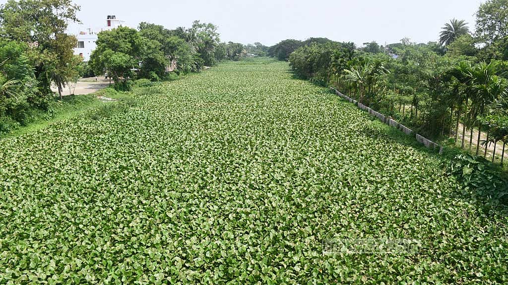 দখল-দূষণে পর্যুদস্ত ময়ূর আর মেলবে কি ‘পেখম’