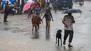 ঢাকার কোরবানির হাটে শেষ বেলায় উল্টো চিত্র